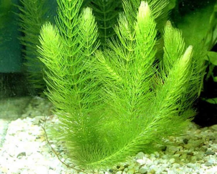 15 Aquarium Crops That Don’t Need Substrate