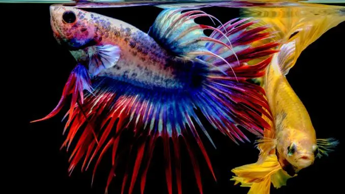 How So much Do Betta Fish Eat? Concepts for Feeding Your Pet Fish