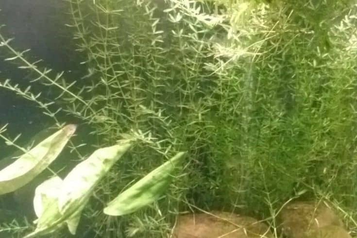 21 Best Vegetation For Guppies