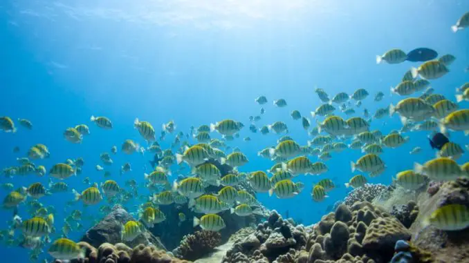 The Remaining Convict Tang Care Info