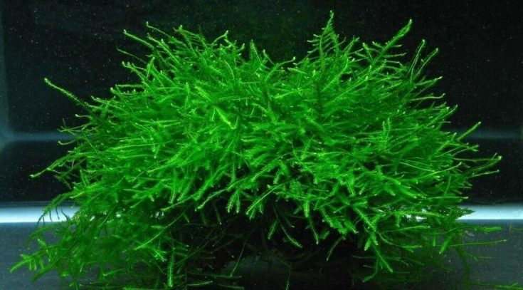 Java Moss Live Aquarium Beginner Plant Tank